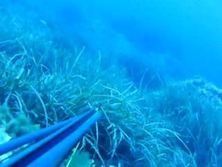 Charlie loup qui fuit