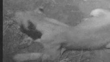 Lion at Nkorho