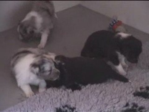 Chiots Cheyenne 18 jours