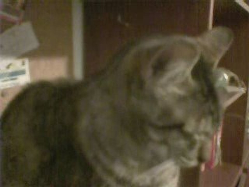 Un gato + question mark and the mysterians - 96 t + Un modem