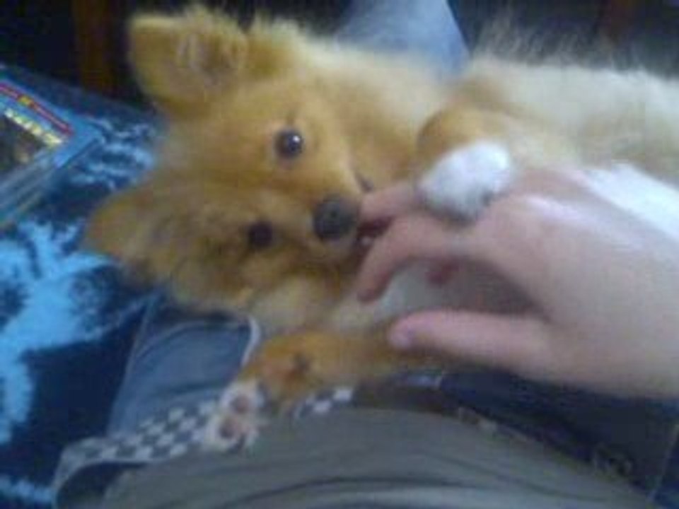 Je joue avec mes animaux