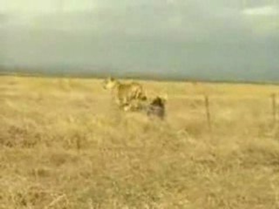 Pumba VS The Lion King