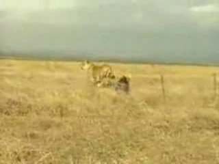 Pumba VS The Lion King