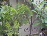 Bonsai Magico - Bunjin - Video 31 - bonsaimagicobunjin.com