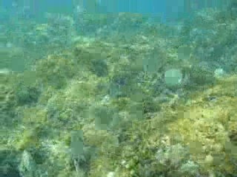 prise de vue sous marine cote espagnole