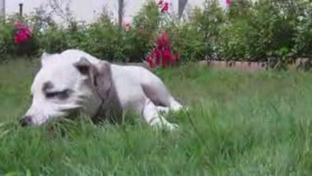 Roulé boulé ds l'herbe fraiche