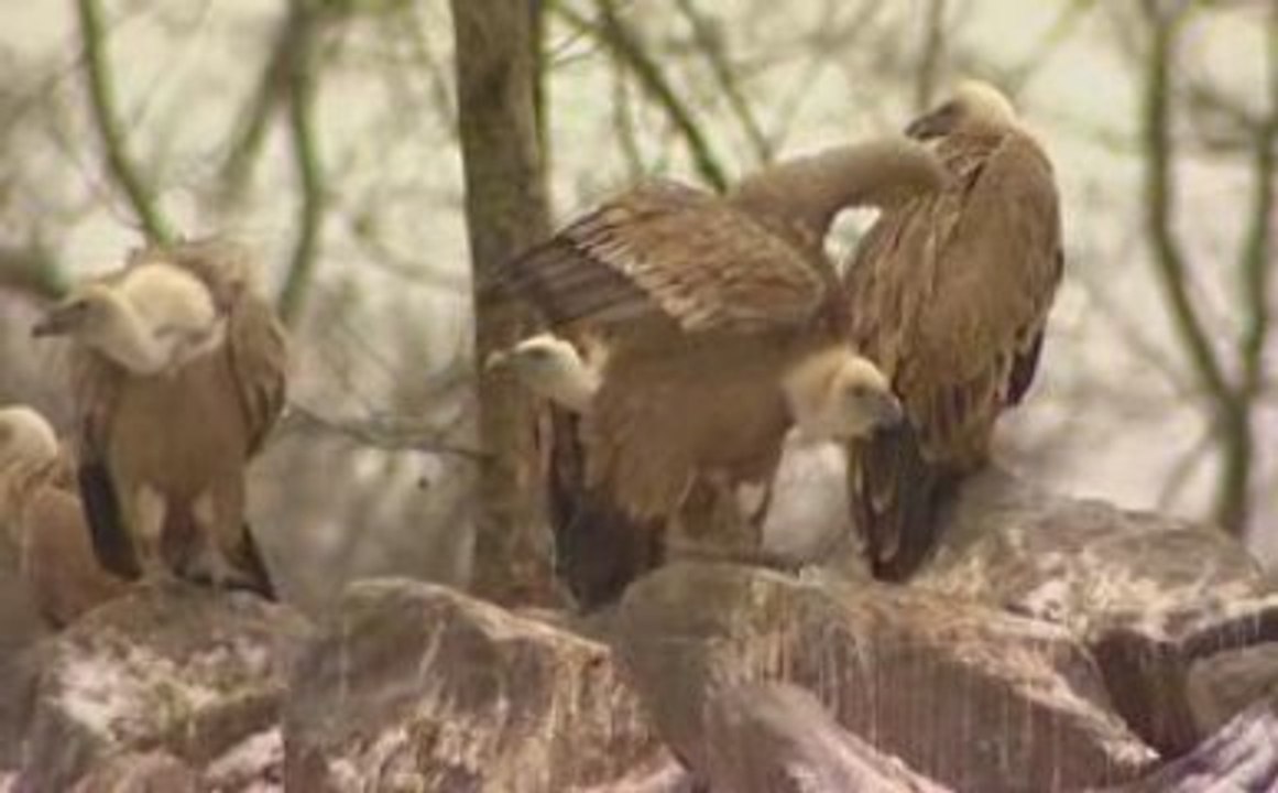 Nomades TV : Parc animalier de Sainte Croix