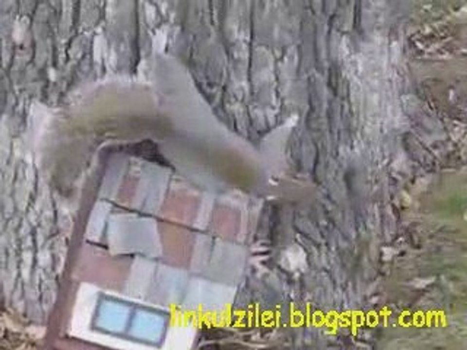 Drunk Squirrel