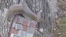 Drunk Squirrel