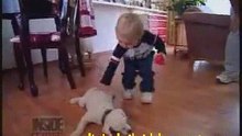 pass out pooch - the narcoleptic poodle