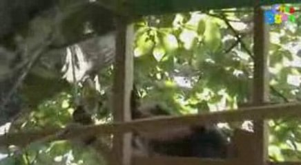 La nouvelle cabane (3)