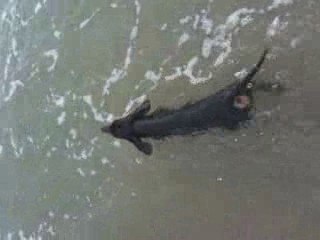 Super chien qui nage :|