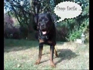 Rottweiler - Rhapsodie & Balzac roulent