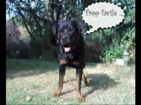 Rottweiler - Rhapsodie & Balzac roulent