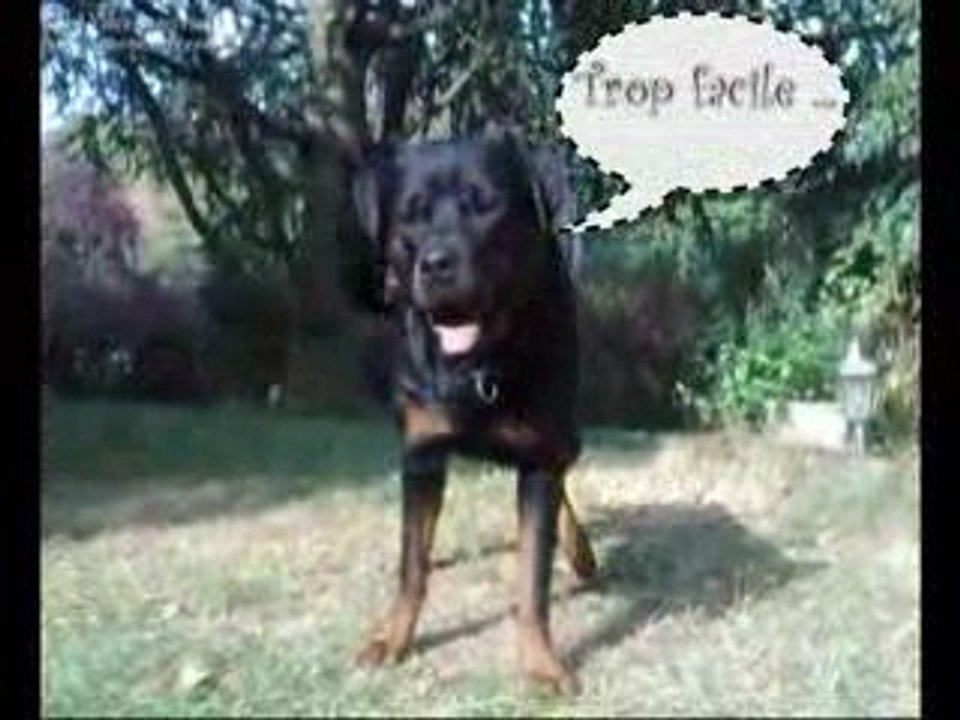 Rottweiler - Rhapsodie & Balzac roulent