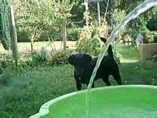 **mon toutou pédale dans l eau mdr***vidéo Hervé**