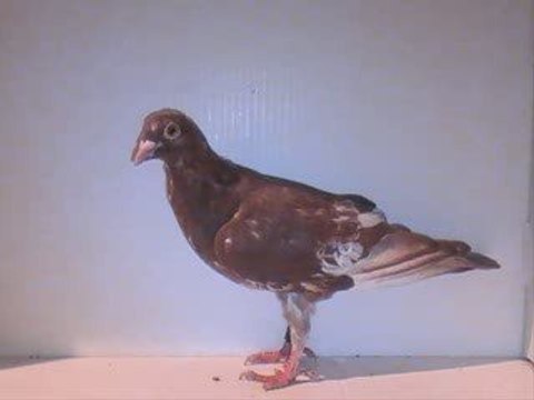 Pigeon Pal's Daily Racing Club 36 Adoption Catalog