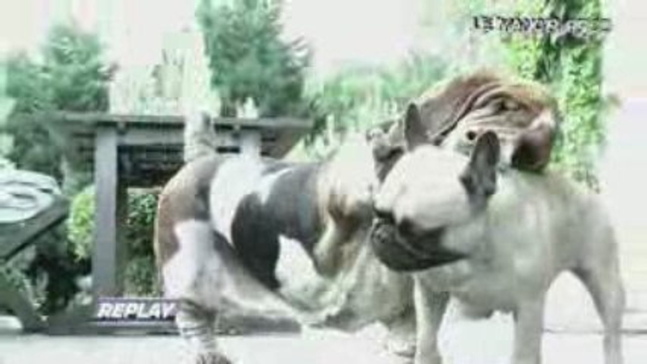 FIGHT DOG CLUB 3