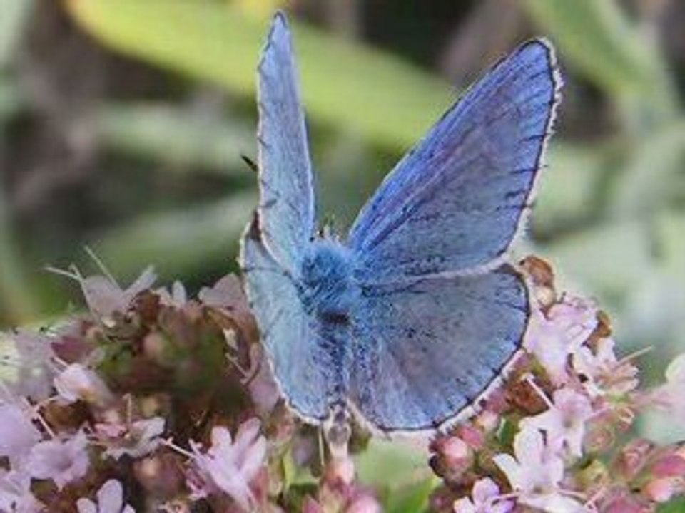 le jardin des papillons de Digne