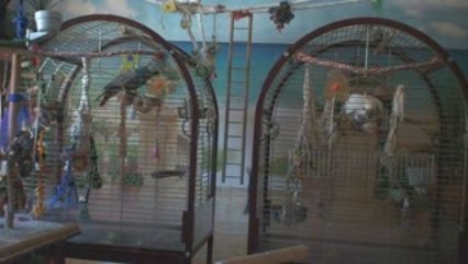 Kiwi dit on va aller faire des courses