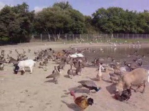 Marais de oiseaux Oléron