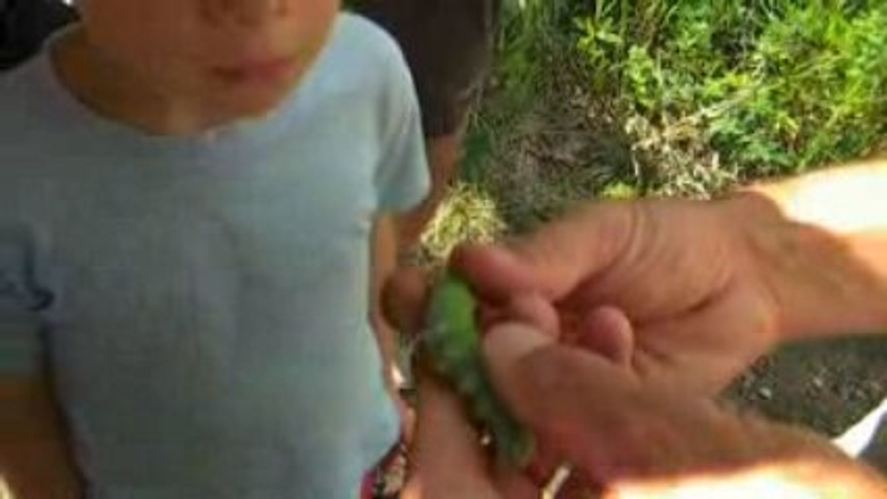 chenille du Sphinx du chêne au jardin des papillons de Digne