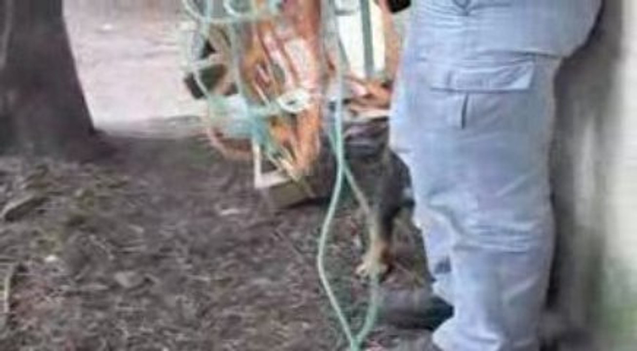 Palou, premiers pas dehors !