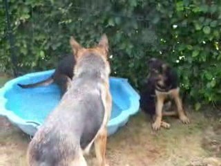 piscine2 020