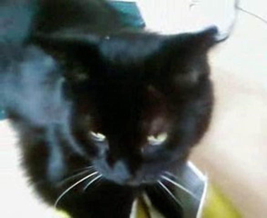 un chat qui a trouvé chaussures a son pied...