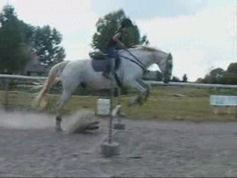 Un peu de Saut d'obstacle avec Calif  (cours du 22.08.2009).