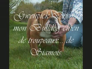 Gwenpick Devine mon Bulldog chien de ... Siamois._0001