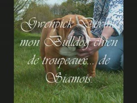Gwenpick Devine mon Bulldog chien de ... Siamois._0001