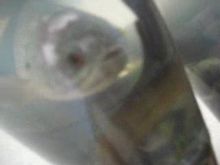 Bouquet  garni à base de grenouille, poisson et anguille !