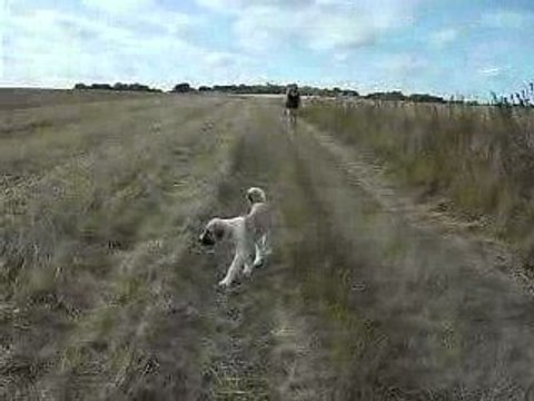 Europ'vidéo (suite)