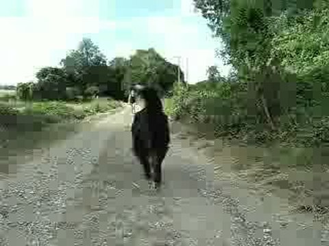 Europ'vidéo (suite)