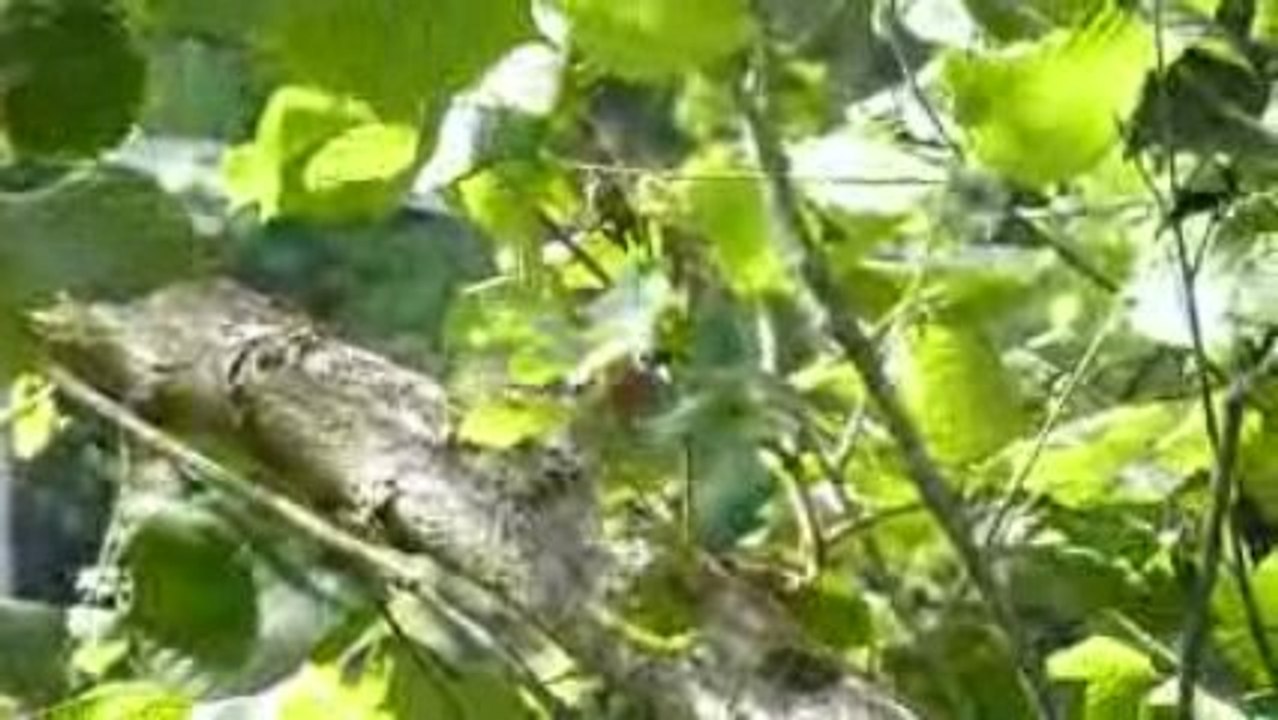 Bouvreuil à Entraygues, au bord de la Truyère