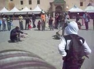 un singe attaché à la palce l'hdime à méknes (Maroc)
