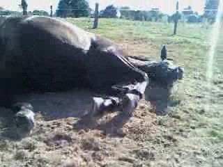 Demande roulade de Paty Pauline et Paty
