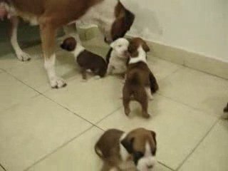 Cachorros BOXER 20 dias