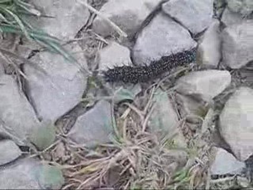 Chenille Noire