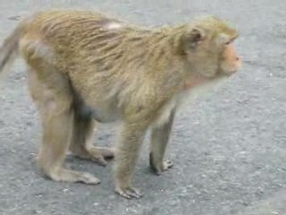 Indestructible Monkey | Crazy Monkey Videos