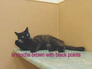 Nevada Humane Society - "Remmie" I.D.#133819