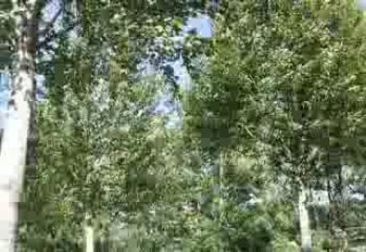 ptite expérience coca/mentos