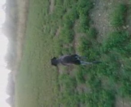 rosso et la chasse aux lapins