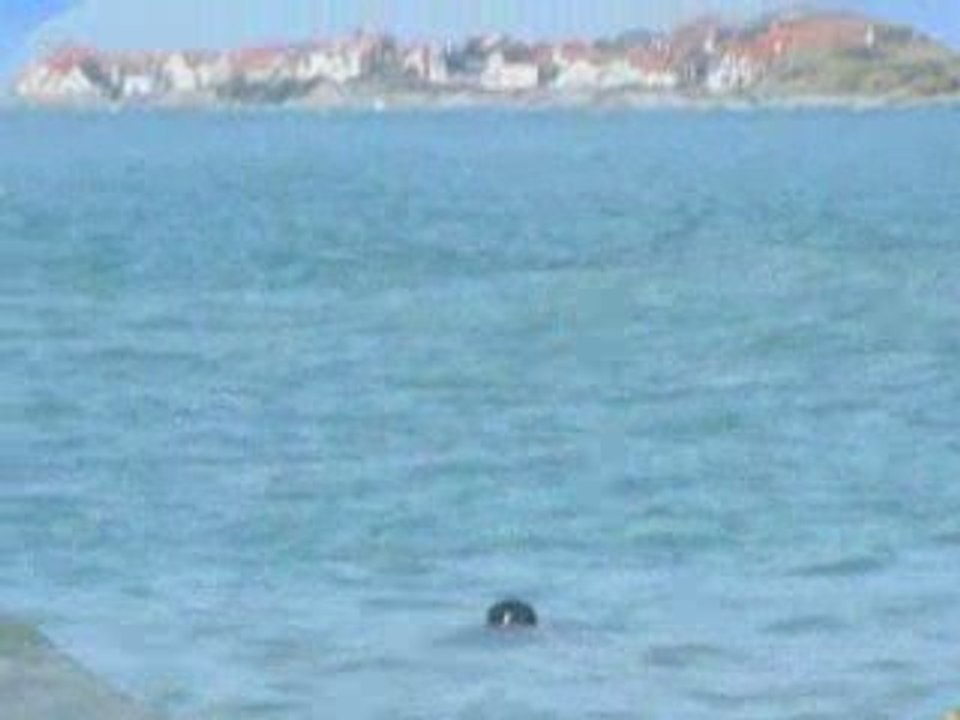 Un phoque à la pointe aux oies