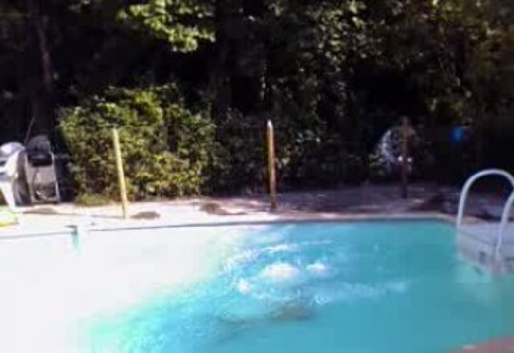 Plongeon