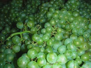 champagne rc lemaire medaille gold 2009 ( best in class )