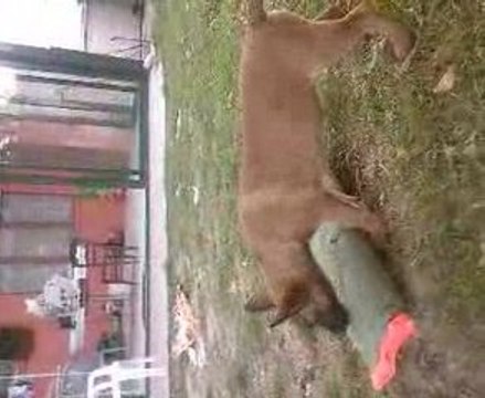 eros du feu de wotan a 2mois et demi