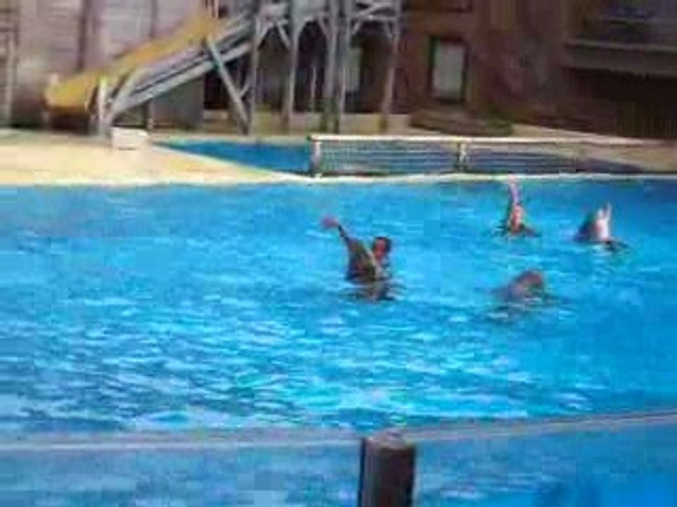 dauphin 2 eme partie