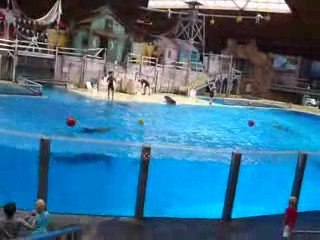 dauphin 3 eme e tderniere partie